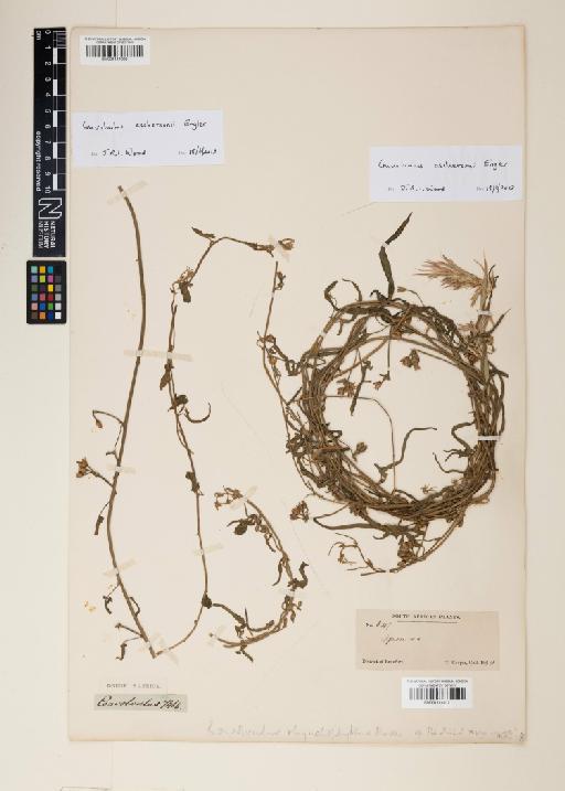 Convolvulus austroafricanus J.R.I.Wood & Scotland - 001114009