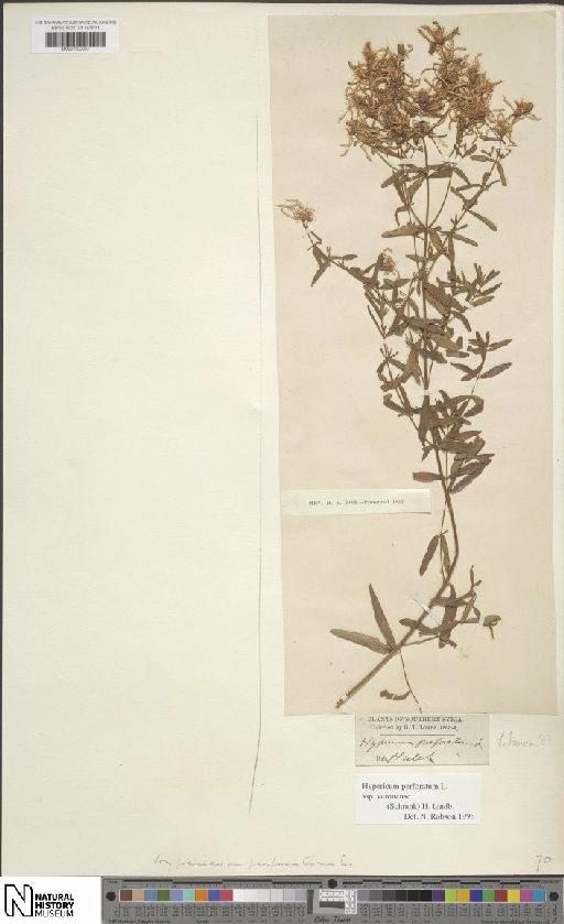 Hypericum perforatum subsp. veronense (Schrank) H.Lindb. - BM001203063