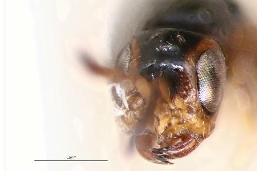 Muesebeckisia mandibularis Hedqvist, 1969 - Muesebeckisia mandibularis Heqvist, 1970 #1414600 Hym Type 5.4723 female face