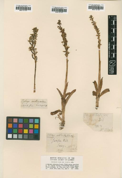 Orchis anthropophora (L.) All. - BM001057303.tif