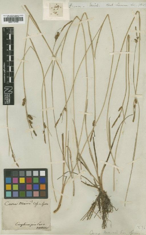 Carex mairii Coss. & Germ. - BM001067068