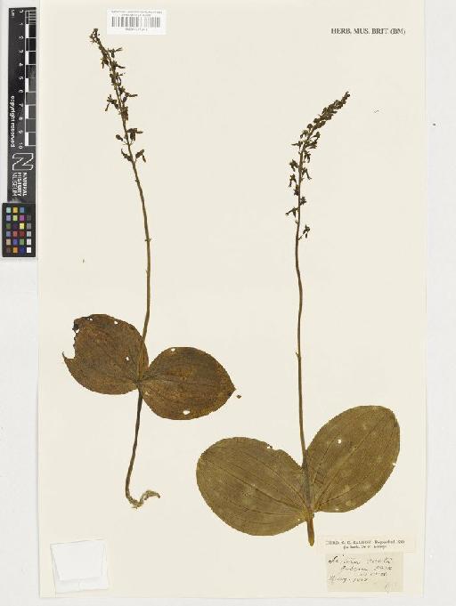 Neottia ovata (L.) Rich. - BM001117341