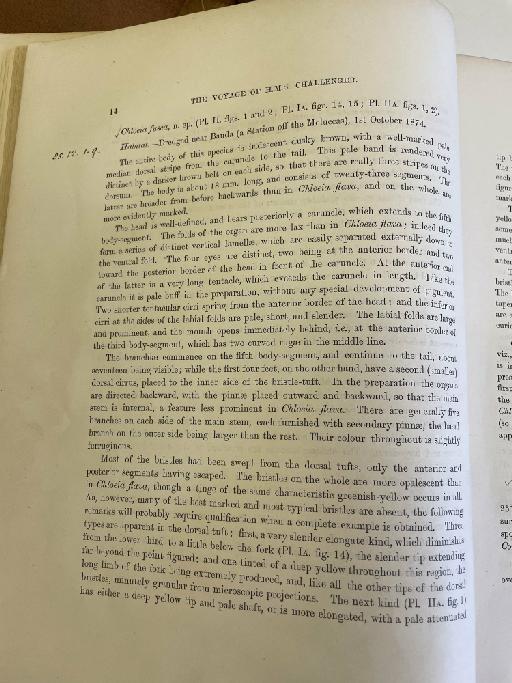 Apomatus elisabethae McIntosh, 1885 - Challenger Polychaete Scans of Book 340