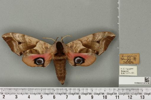 Smerinthus ocellata ocellata (Linnaeus, 1758) - NHMUK_010474746_525046