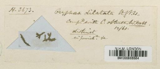 Cyptodon dilatatus (Hook.f. & Wilson) Paris & Schimp. - BM000986554
