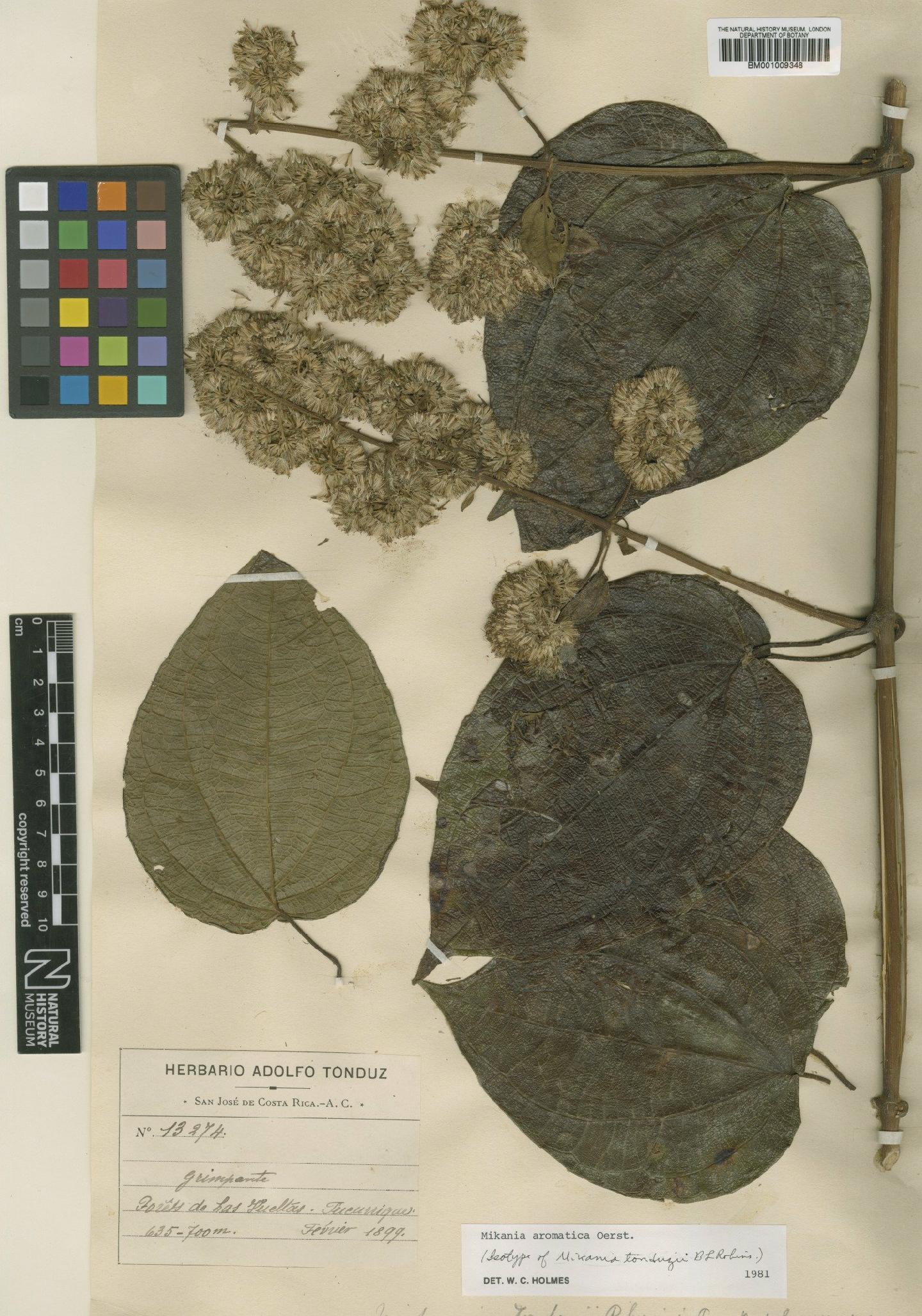 To NHMUK collection (Mikania tonduzii B.L.Rob.; Isotype; NHMUK:ecatalogue:573990)