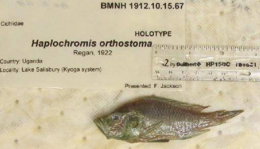 Haplochromis orthostoma Regan, 1922 - BMNH 1912.10.15.67, HOLOTYPE, Haplochromis orthostoma