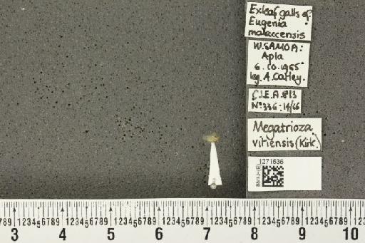 Megatrioza vitiensis Kirkaldy, 1907 - BMNHE_1271636_7652