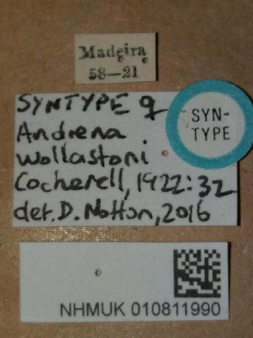 Andrena wollastoni Cockerell, 1922 - Andrena_wollastoni-NHMUK010811990-Syntype-female-labels