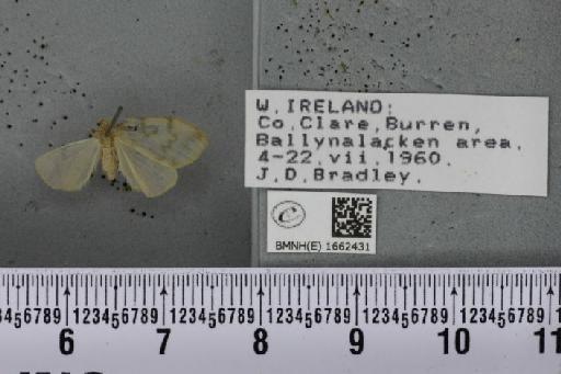 Nudaria mundana (Linnaeus, 1761) - Lyndsey_016962_258182