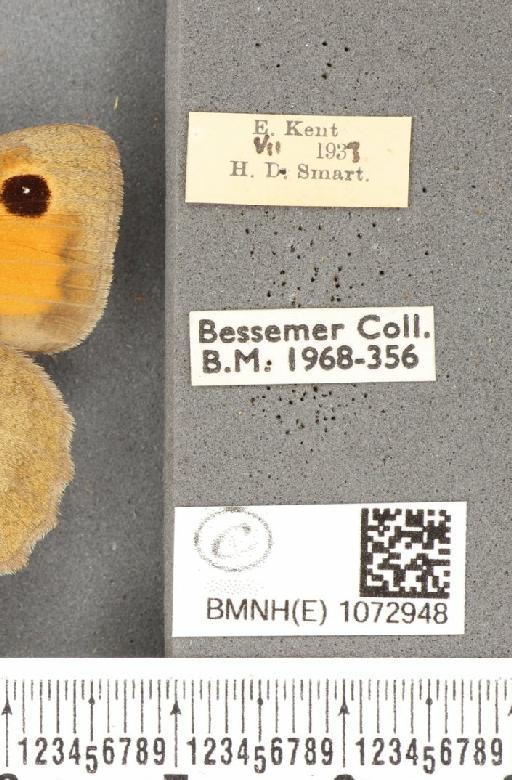 Maniola jurtina insularis ab. infra-impunctata Lempke, 1950 - BMNHE_1072948_label_39692