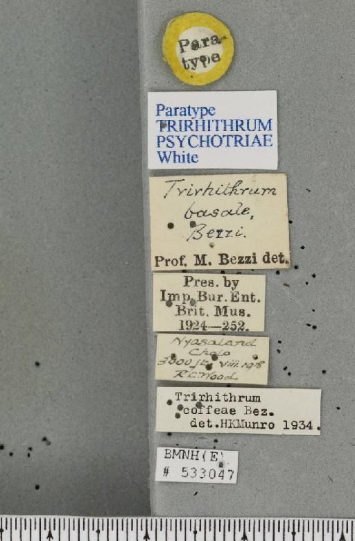 Trirhithrum psychotriae White, 2003 - Peter_060031_label_27683