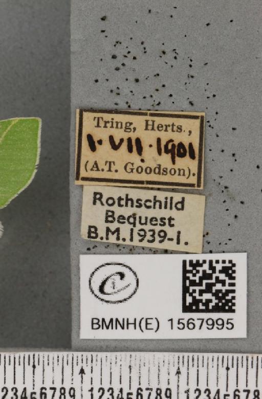 Bena bicolorana (Fuessly, 1775) - BMNHE_1567995_label_293441