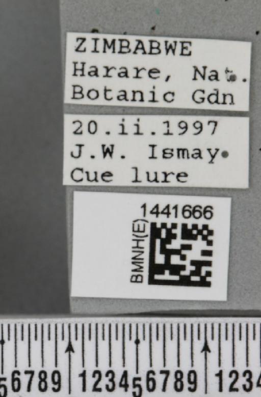 Dacus (Dacus) bivittatus (Bigot, 1858) - BMNHE_1441666_label_36998