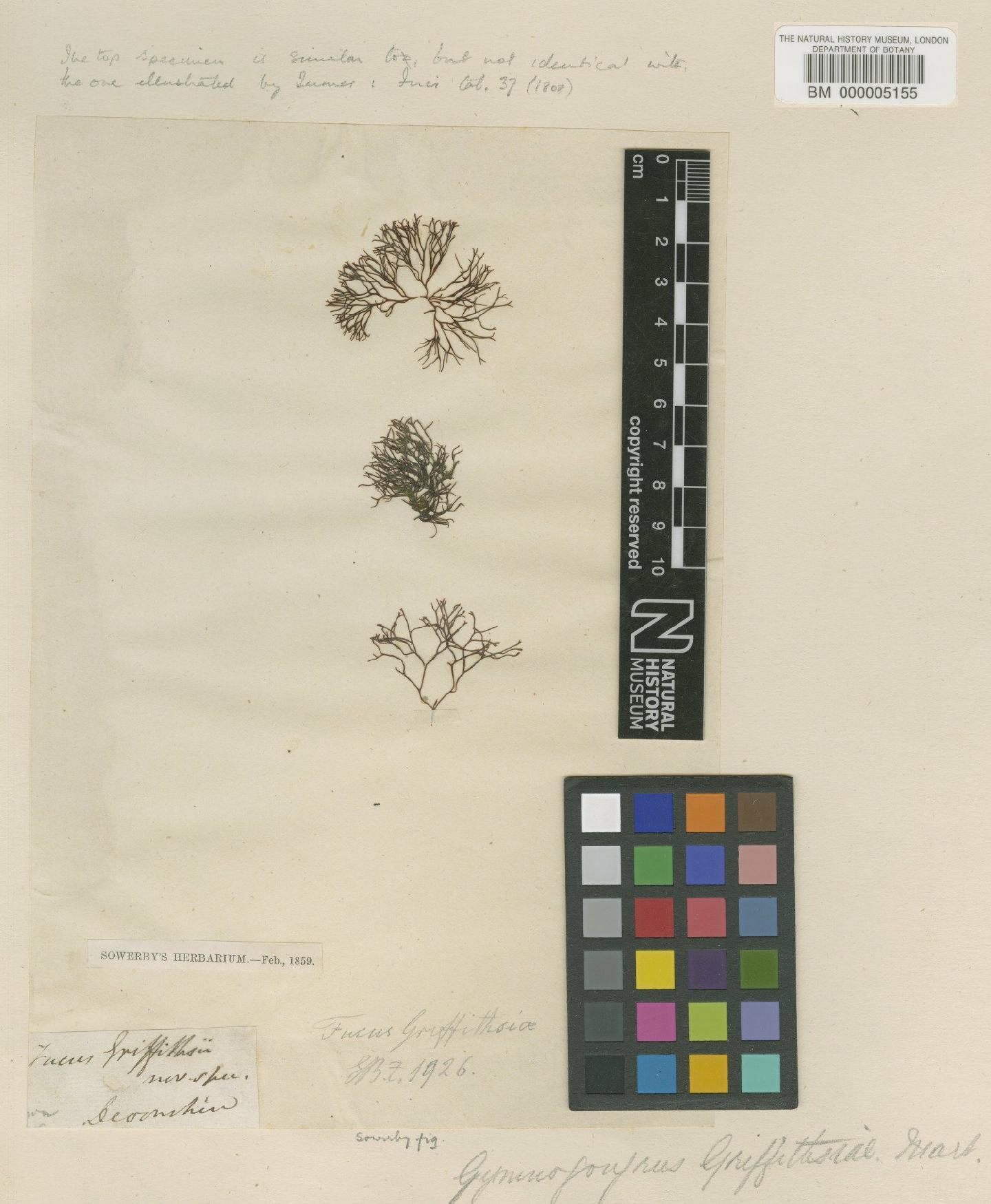 To NHMUK collection (Gymnogongrus griffithsiae (Turner) Mart.; Type; NHMUK:ecatalogue:4523869)