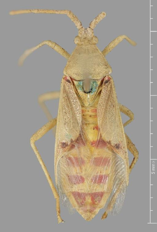 Homoeocerus montanus Distant, 1901 - Homoeocerus montanus-BMNH(E)884099-Syntype female dorsal