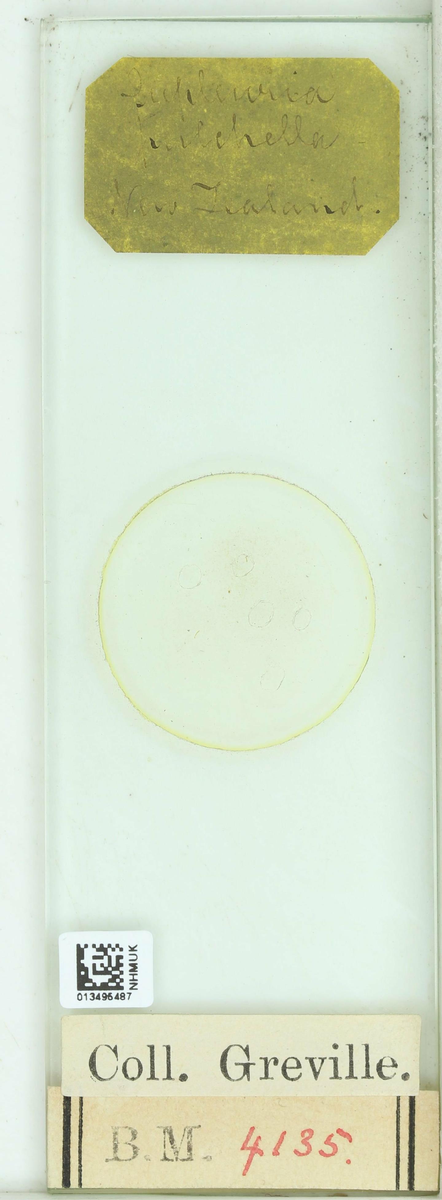 To NHMUK collection (Eupleuria pulchella Arn.; Type; NHMUK:ecatalogue:4743350)