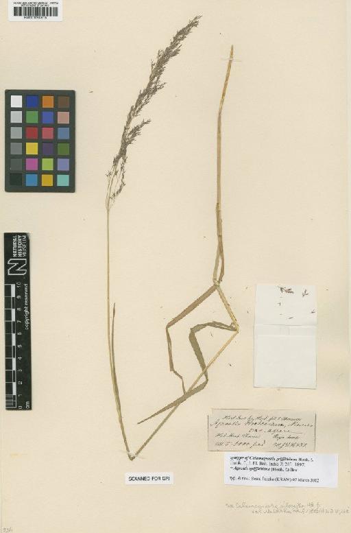 Agrostis griffithiana (Hook.f.) Bor - BM001050515
