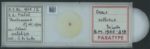 Pulvinaria callosus De Lotto, 1966 - 010170227_117406_1101730
