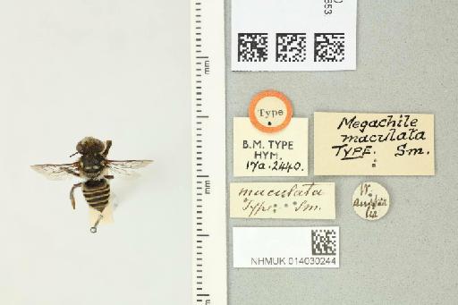 Megachile (Moureapis) maculata Smith, F., 1853: 160 - 014030244_837885_441930-