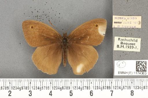 Maniola jurtina insularis ab. margotransformis Leeds, 1950 - BMNHE_1174303_39508