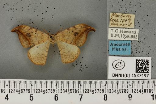 Drepana falcataria (Linnaeus, 1758) - BMNHE_1537497_200631