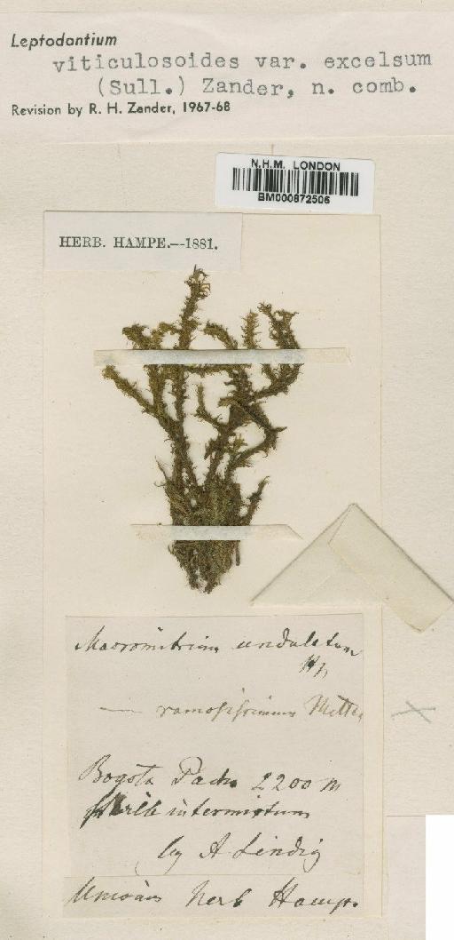 Leptodontium viticulosoides var. excelsum (Sull) Zander - BM000872506