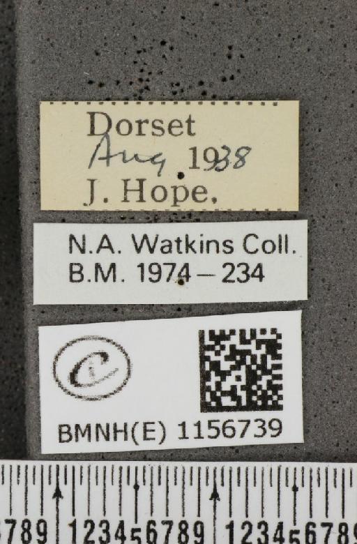 Lysandra coridon ab. semicostajuncta Bright & Leeds, 1938 - BMNHE_1156739_label_107932