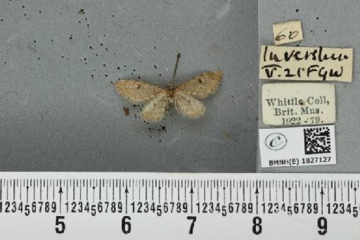 Eupithecia indigata (Hübner, 1813) - BMNHE_1827127_401170