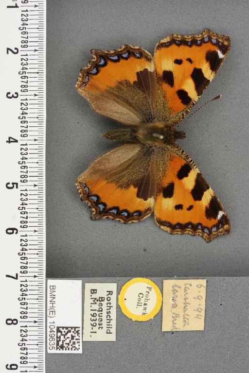 Aglais urticae ab. latibalteata Raynor, 1909 - BMNHE_1049635_45093