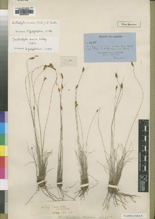 Bulbostylis macra (Ridl.) C.B.Clarke - BM000922593