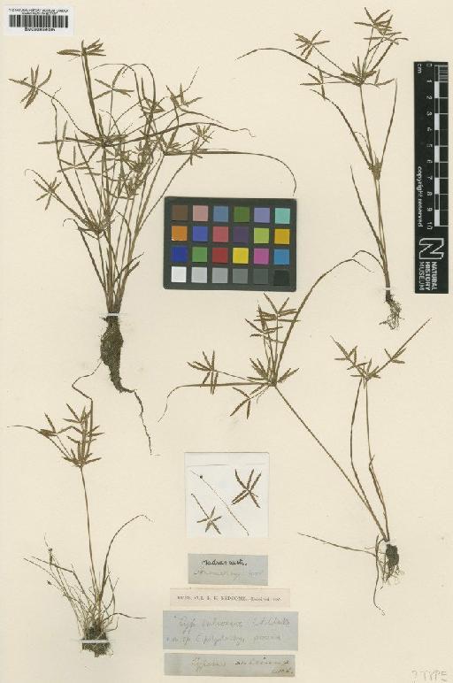 Pycreus sulcinux (C.B.Clarke) C.B.Clarke - BM000959035