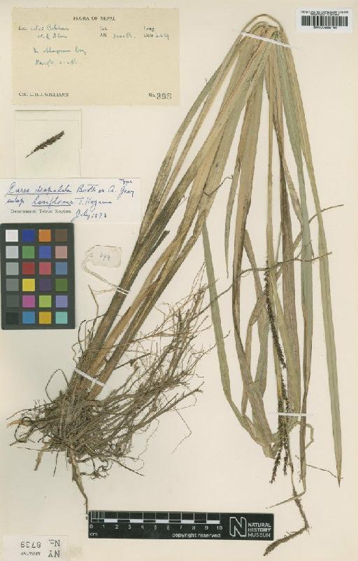 Carex dispalata subsp. laxiflorens T.Koyama - BM000959168