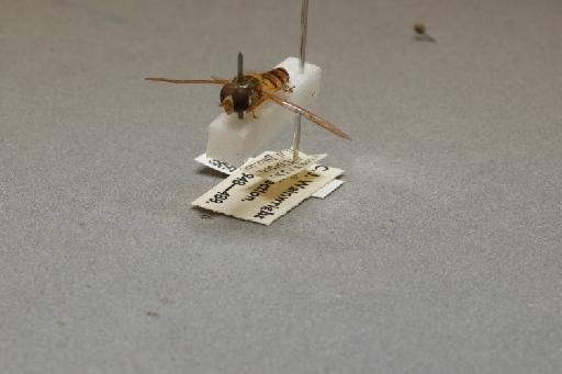 Episyrphus balteatus (De Geer, 1776) - 012516442_additional_3