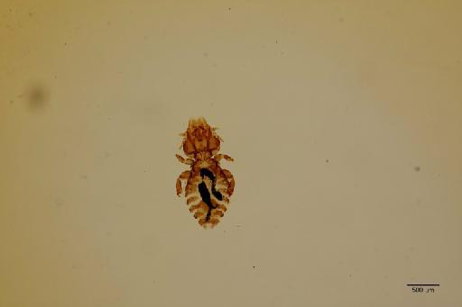 Philopterus modularis Denny, 1842 - 010710731_specimen
