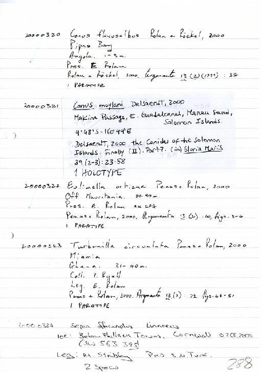 Conus flavusalbus Rolan & Rockel, 2000 - Zoology Accessions Register: Mollusca: 1998 - 2000: page 288