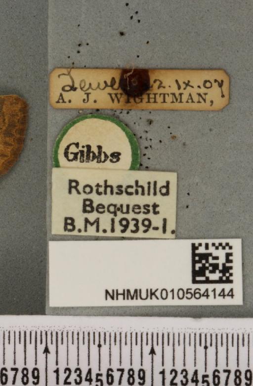 Cirrhia gilvago ab. suffusa Tutt, 1892 - NHMUK_010564144_label_621750