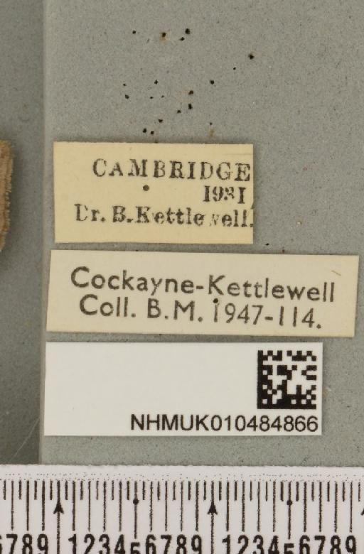 Lygephila pastinum ab. pallida Tutt, 1892 - NHMUK_010484866_label_540814