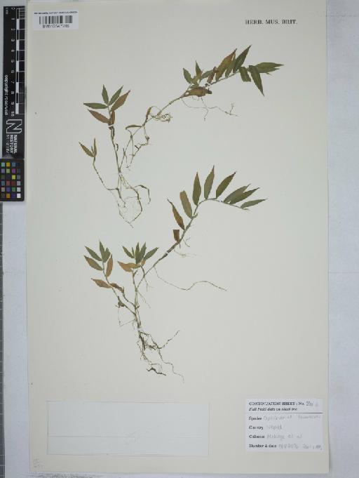 Oplismenus burmanni (Retz.) P.Beauv. - 012547766