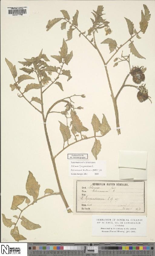 Solanum lycopersicum L. - BM000777786