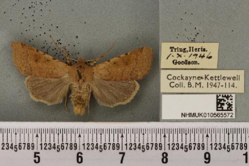 Agrochola lychnidis ab. brunnea Tutt, 1892 - NHMUK_010565572_623293