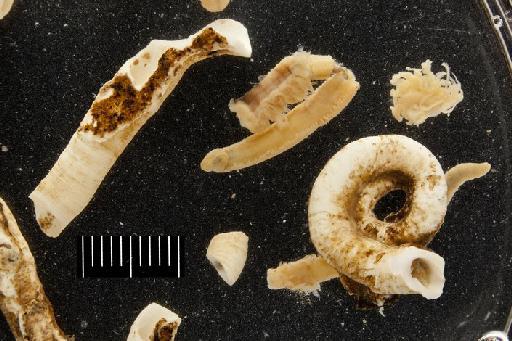Protula tubularia (Montagu, 1803) - Polychaete type specimen; Serpullidae; 1933.7.10.265-266 view 1