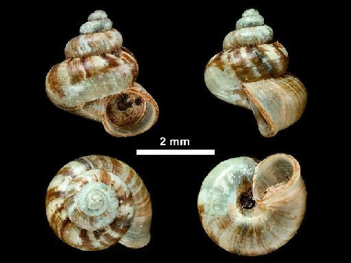 Cyathopoma (Jerdonia) anamallayanum Beddome, 1875 - 1875.6.29.2, LECTOTYPE, Cyathopoma (Jerdonia) anamallayanum Beddome, 1875