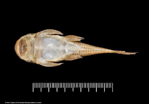 Xenocara heterorhynchus Regan, 1912 - BMNH 1911.12.20.35-36, SYNTYPES, Xenocara heterorhynchus_a, ventral