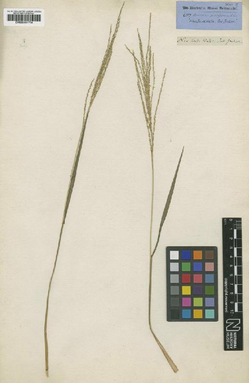 Digitaria parviflora (R.Br.) Hughes - BM000991754