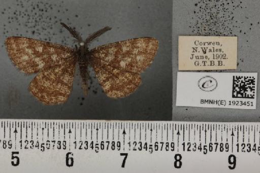 Ematurga atomaria (Linnaeus, 1758) - BMNHE_1923451_488035