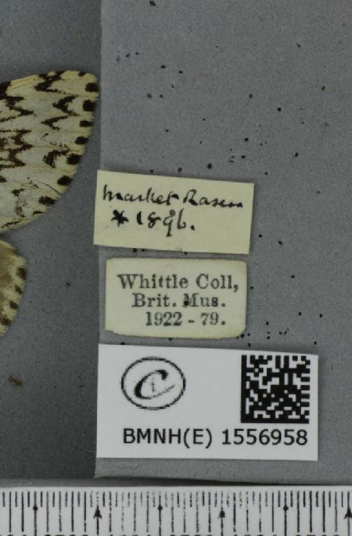 Lymantria monacha (Linnaeus, 1758) - BMNHE_1556958_label_251700