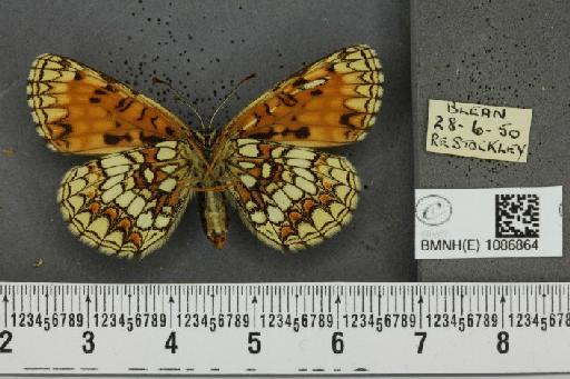 Melitaea athalia ab. caucasica Rühl, 1871 - BMNHE_1086864_57348