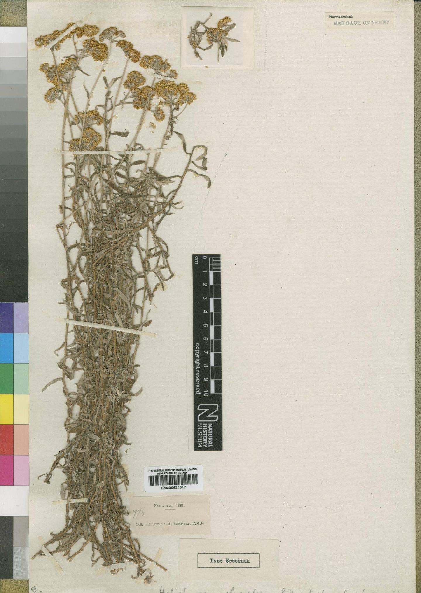 To NHMUK collection (Helichrysum chrysophorum Moore; Type; NHMUK:ecatalogue:4529074)
