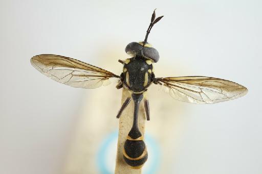 Monoceromyia tredecimpunctata (Brunetti, 1923) - Monoceromyia tridecimpunctata STM dorsal